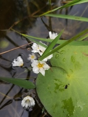 Nymphoides cordata