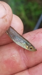 Fundulus blairae