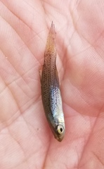 Fundulus blairae