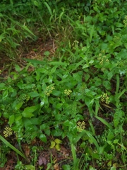 Thaspium trifoliatum