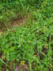 Thaspium trifoliatum