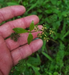 Thaspium trifoliatum