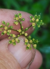 Thaspium trifoliatum