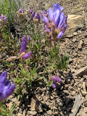 Penstemon fruticosus