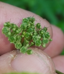 Thaspium trifoliatum