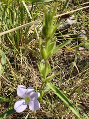 Barleria lancifolia