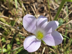 Barleria lancifolia