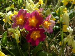 Primula × polyantha