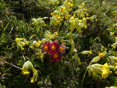 Primula × polyantha