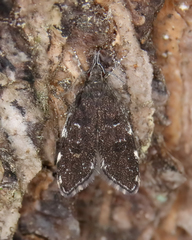 Eido trimaculella