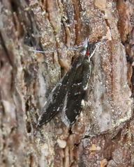 Eido trimaculella