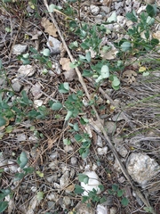 Melilotus neapolitanus