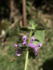 Stachys bogotensis