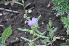 Phacelia linearis