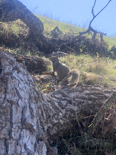 iNaturalist observation photo of California Ground Squirrel