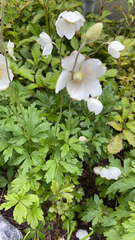 Anemonoides sylvestris