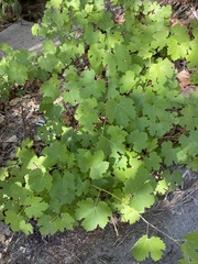 Vitis girdiana