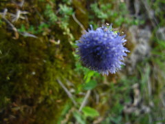 Globularia