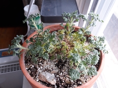 Lagochilus inebrians