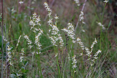 Pleea tenuifolia