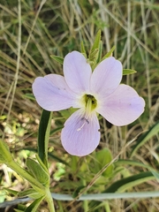 Barleria lancifolia