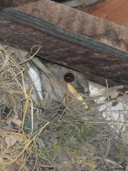 Turdus leucomelas