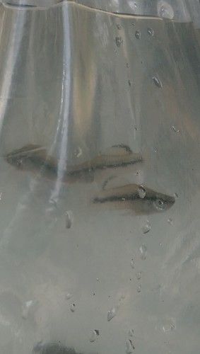 Gulf gambusia (Gambusia vittata) — Poeciliidae