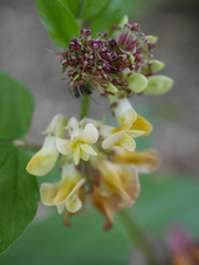 Vicia oroboides