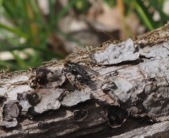 Sarcophaga variegata