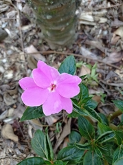 Impatiens hawkeri