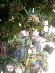 Agave desmettiana
