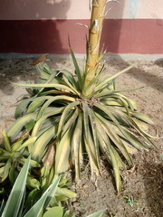 Agave desmettiana