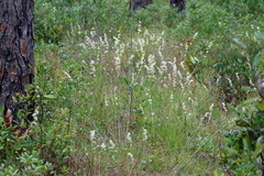 Pleea tenuifolia
