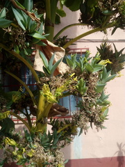 Agave desmettiana