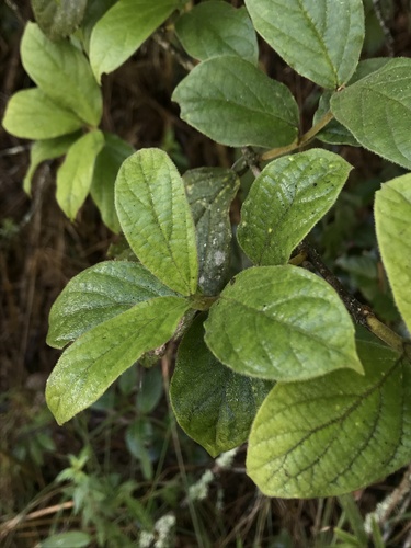 Viburnum tinoides, photograph 6