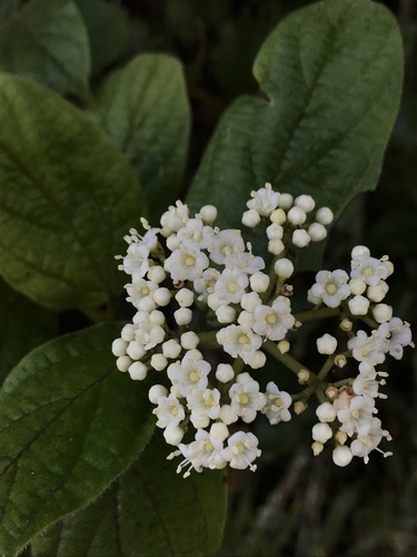 Viburnum tinoides, photograph 5