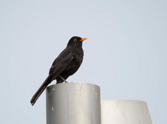 Turdus merula