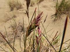 Poa macrantha