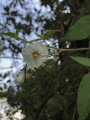 Solanum caripense