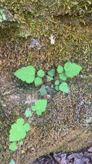 Rubus phoenicolasius