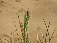 Poa macrantha