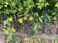Hieracium glaucinum similatum