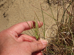 Poa macrantha