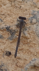 Argia immunda