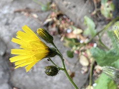 Hieracium glaucinum similatum