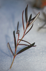 Andromeda polifolia glaucophylla