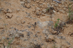 Argia immunda