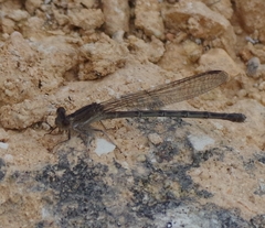 Argia immunda