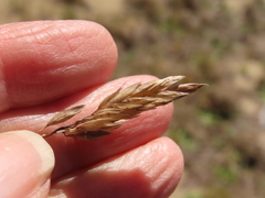 Poa macrantha