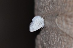 Spalgis lemolea lemolea